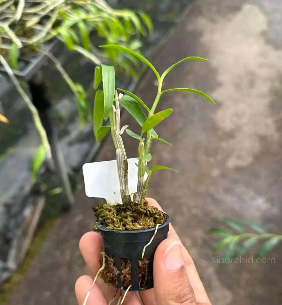 Dendrobium moniliforme - Dendrobium Moniliforme