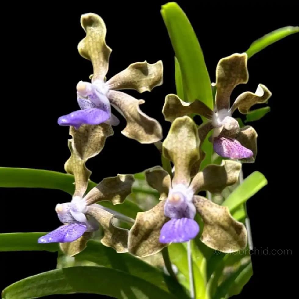 Vanda tessellata (Long Size) - Vanda tessellata (Long Size)