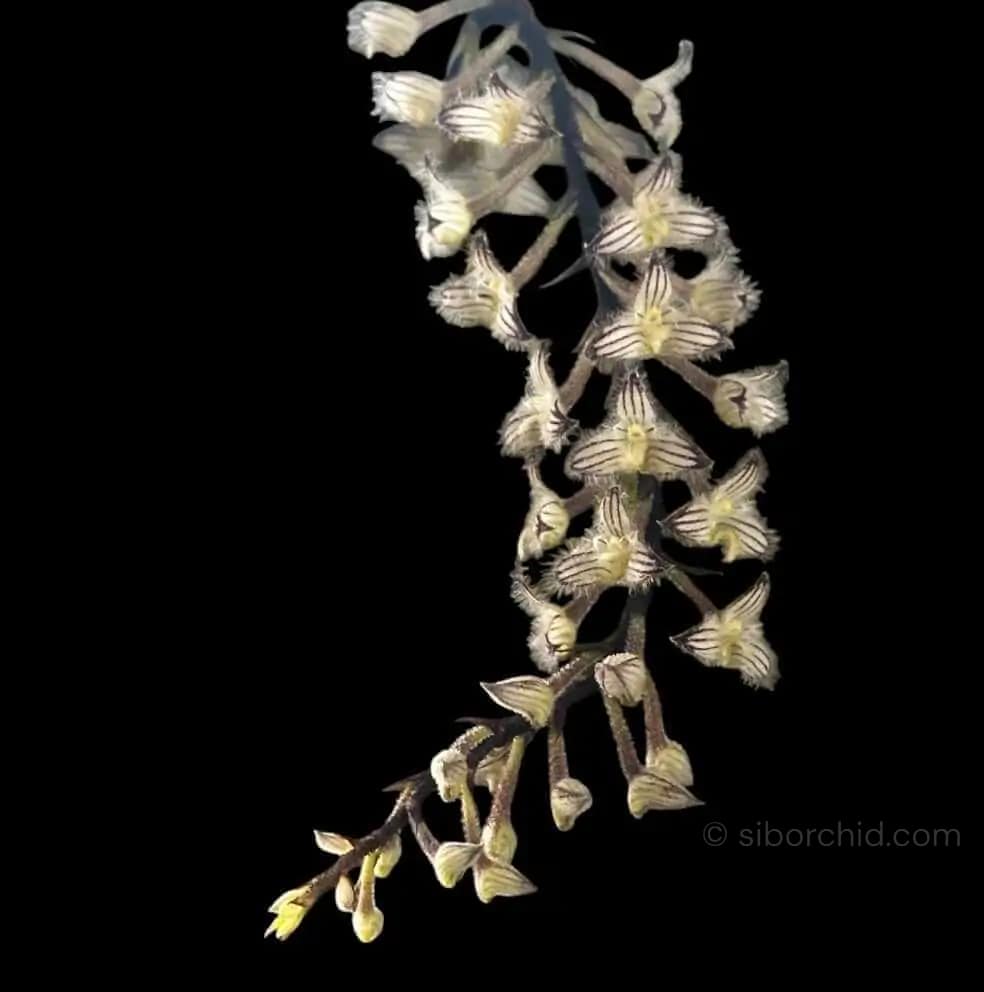 Bulbophyllum lindleyanum - Bulbophyllum lindleyanum siborchid.com