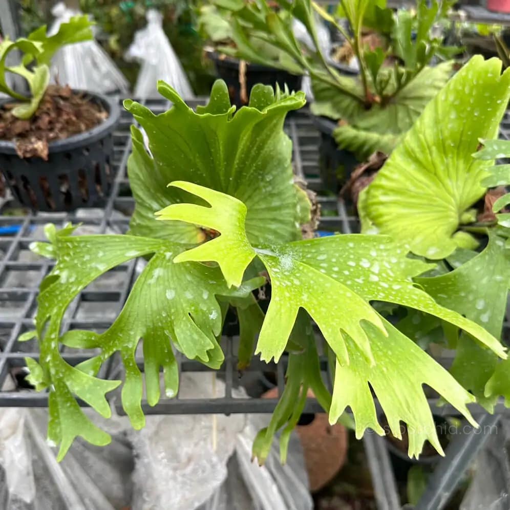 Platycerium Coronarium Thin Thin For Sale - SibOrchid.com