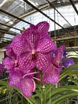 IMG_2839 Why Choose Us orchid from