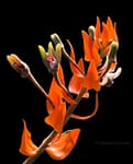 Gemini_Generated_Image_rwdp06rwdp06rwdp (1) (1) Why Choose Us orchid from