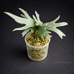 ChatGPT-Image-1-ก.พ.-2569-18_12_37 Why Choose Us orchid from