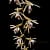 Feedback & Review orchid from