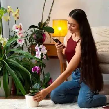 view-woman-decorating-her-home-with-orchid-flower Why Choose Us orchid from