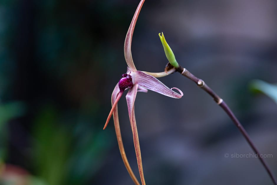Orchid Care Guide: Tips for Growing Healthy Tropical Plants - Orchid Care & Growing Guides Close-up of an exotic orchid flower showcasing delicate petals and intricate details.