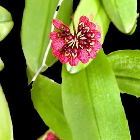 Rare Orchid Species Bulbophyllum Corolliferum SibOrchid