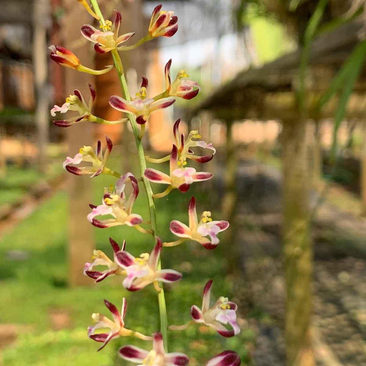 acriopsis-indica-siborchid