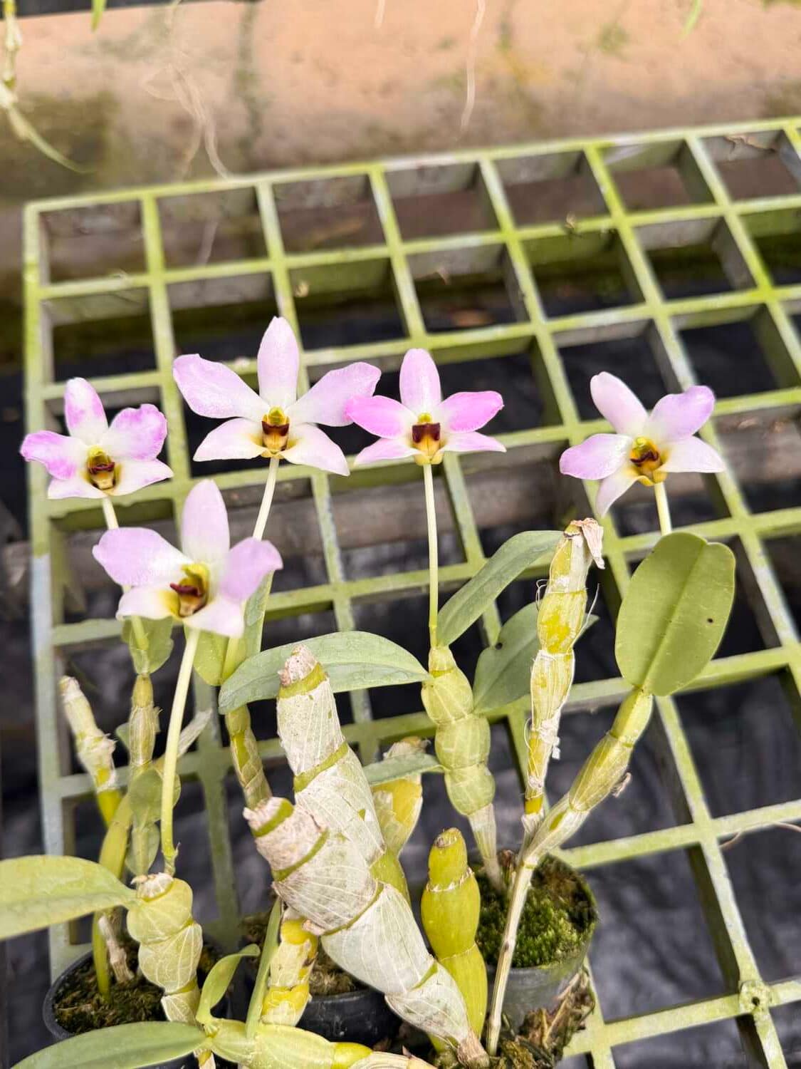 Dendrobium trantuanii – Blooming Size - Dendrobium trantuanii