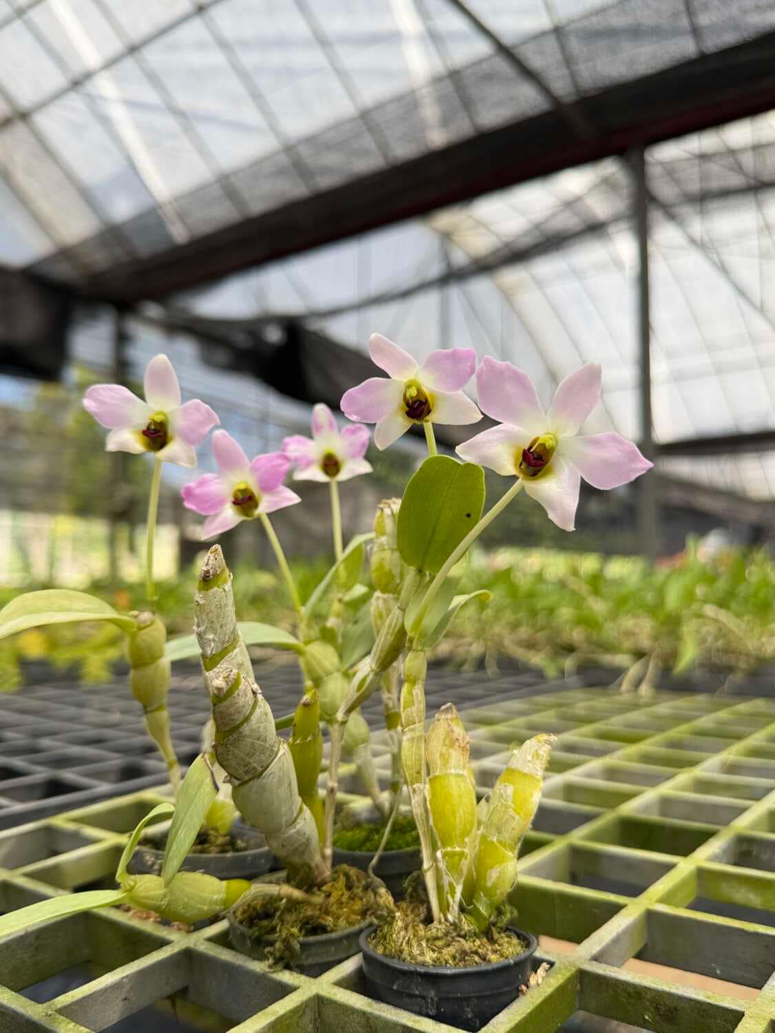 Dendrobium trantuanii – Blooming Size - Dendrobium trantuanii