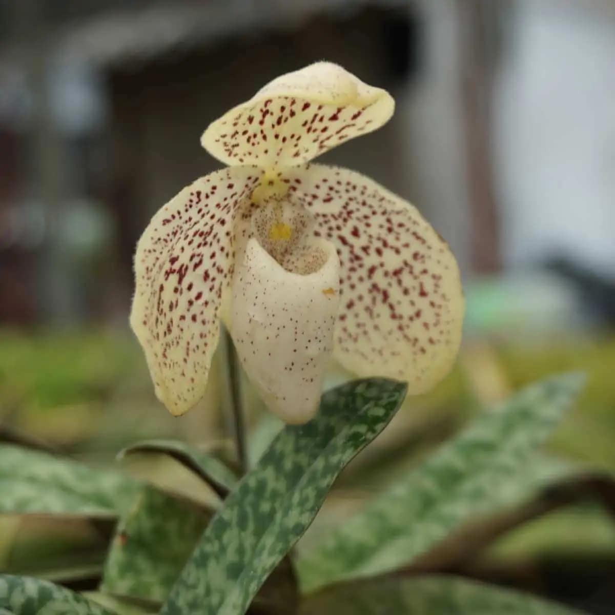 paphiopedilum godefroyae