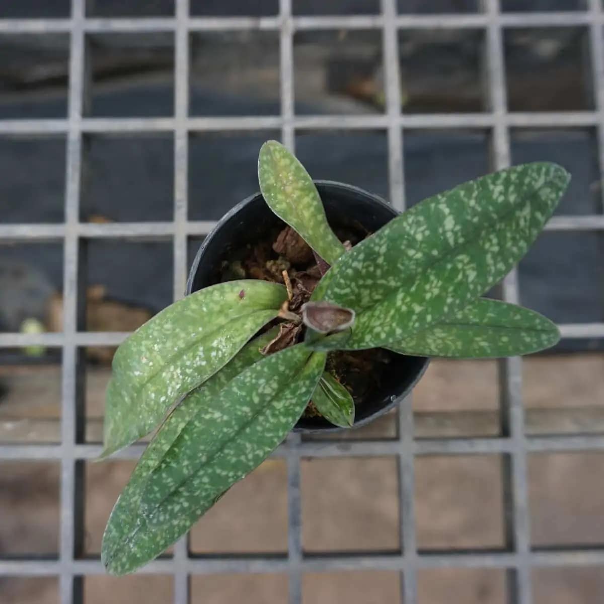 paphiopedilum godefroyae
