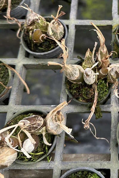 Eulophia andamanensis
