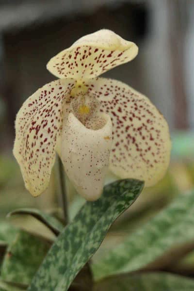 paphiopedilum godefroyae