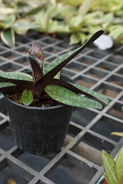 paphiopedilum godefroyae