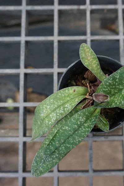 paphiopedilum godefroyae