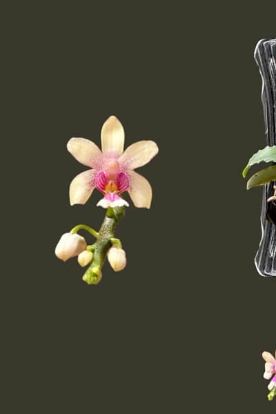 Phalaenopsis deliciosa