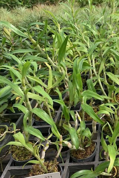 Dendrobium sutepense