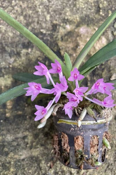 Vanda nana Ascocentrum pusillum