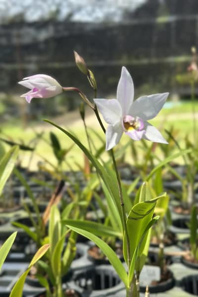Caulaelia Mizoguchi orchid for sale