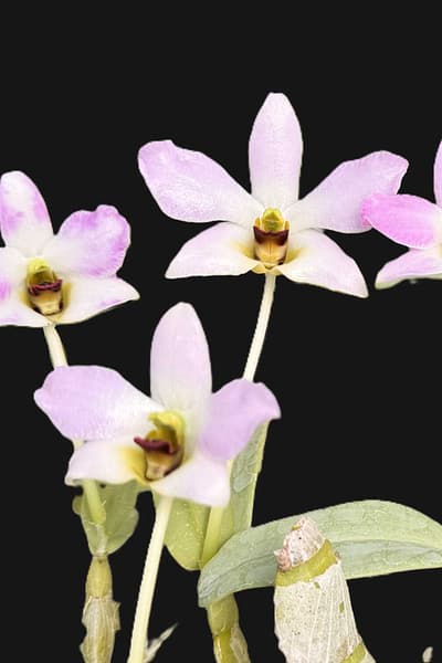 Dendrobium trantuanii