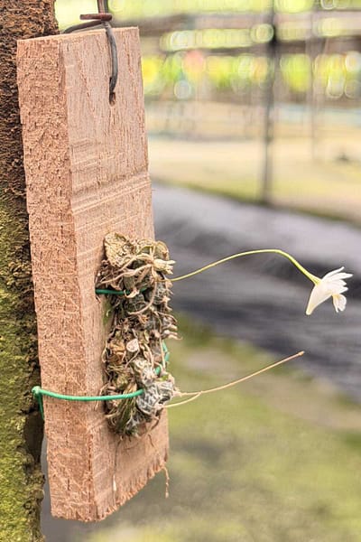 Dendrobium extinctorium