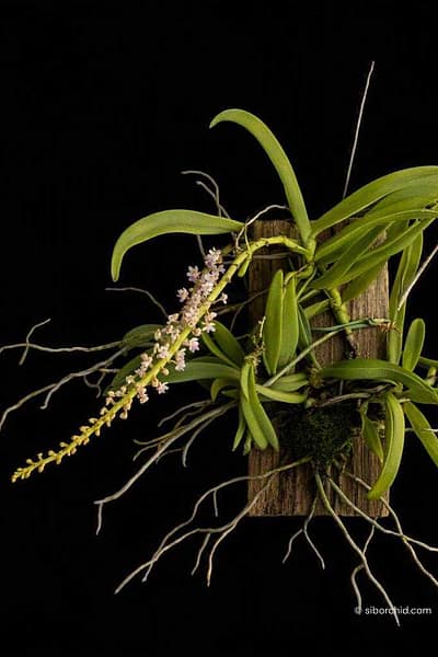 Smitinandia micrantha
