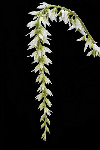 Bulbophyllum hirtum,