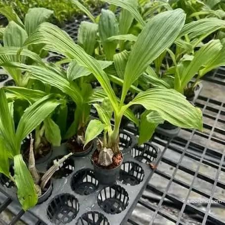 Calanthe cardioglossa - Calanthe cardioglossa - Image 3