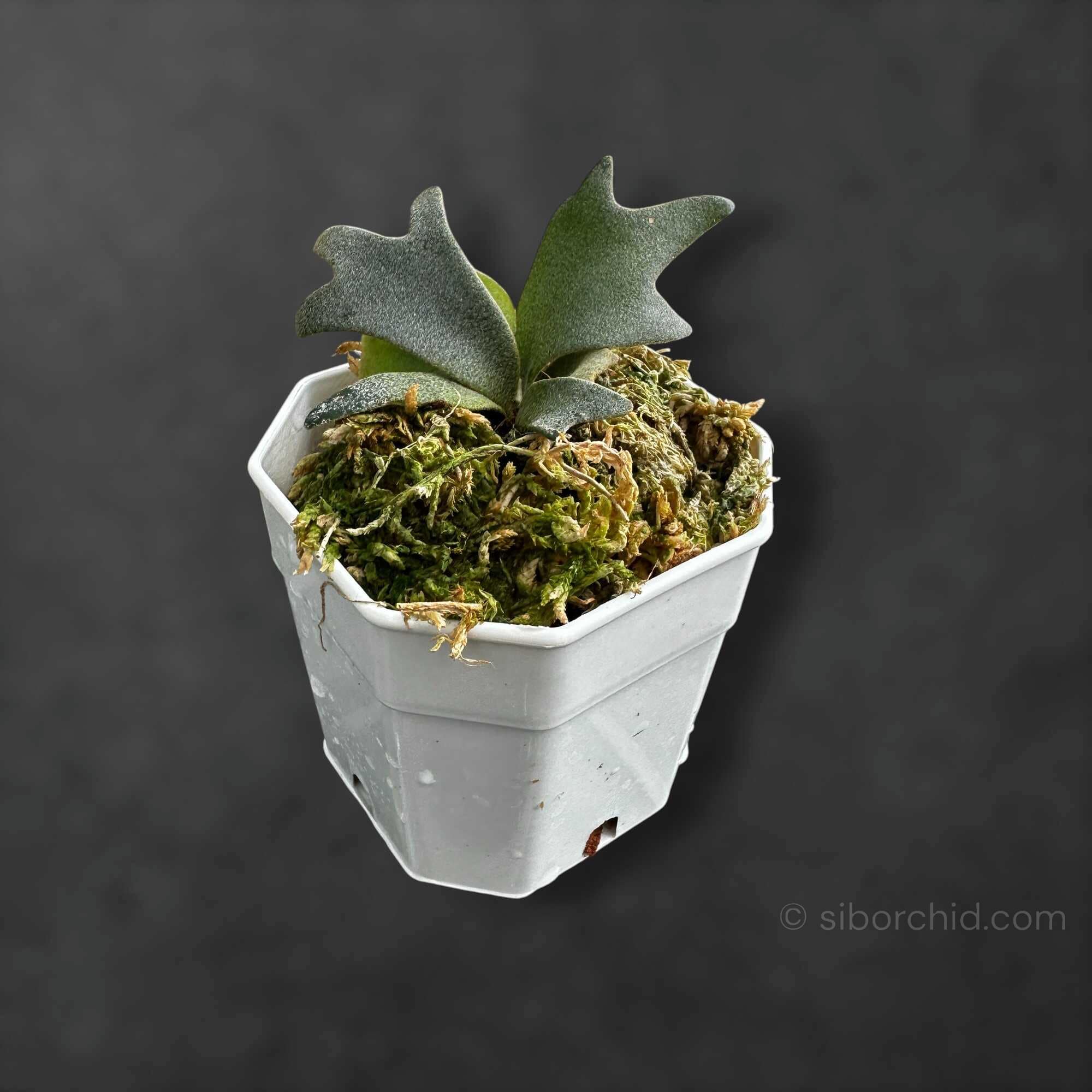 Platycerium Willinckii For Sale - SibOrchid.com