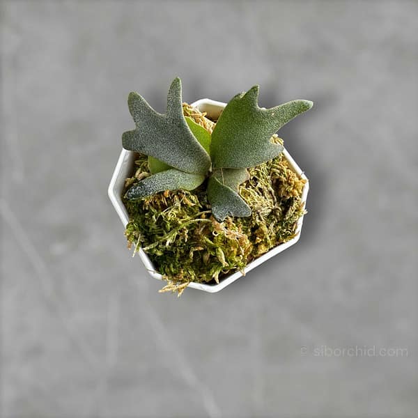 Platycerium Willinckii For Sale - SibOrchid.com