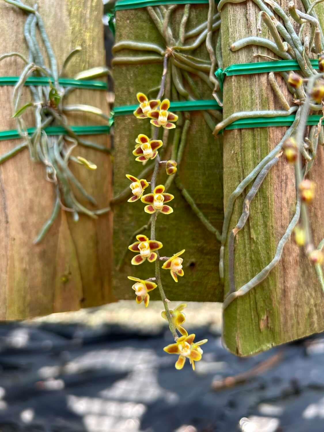 Chiloschista ramifera