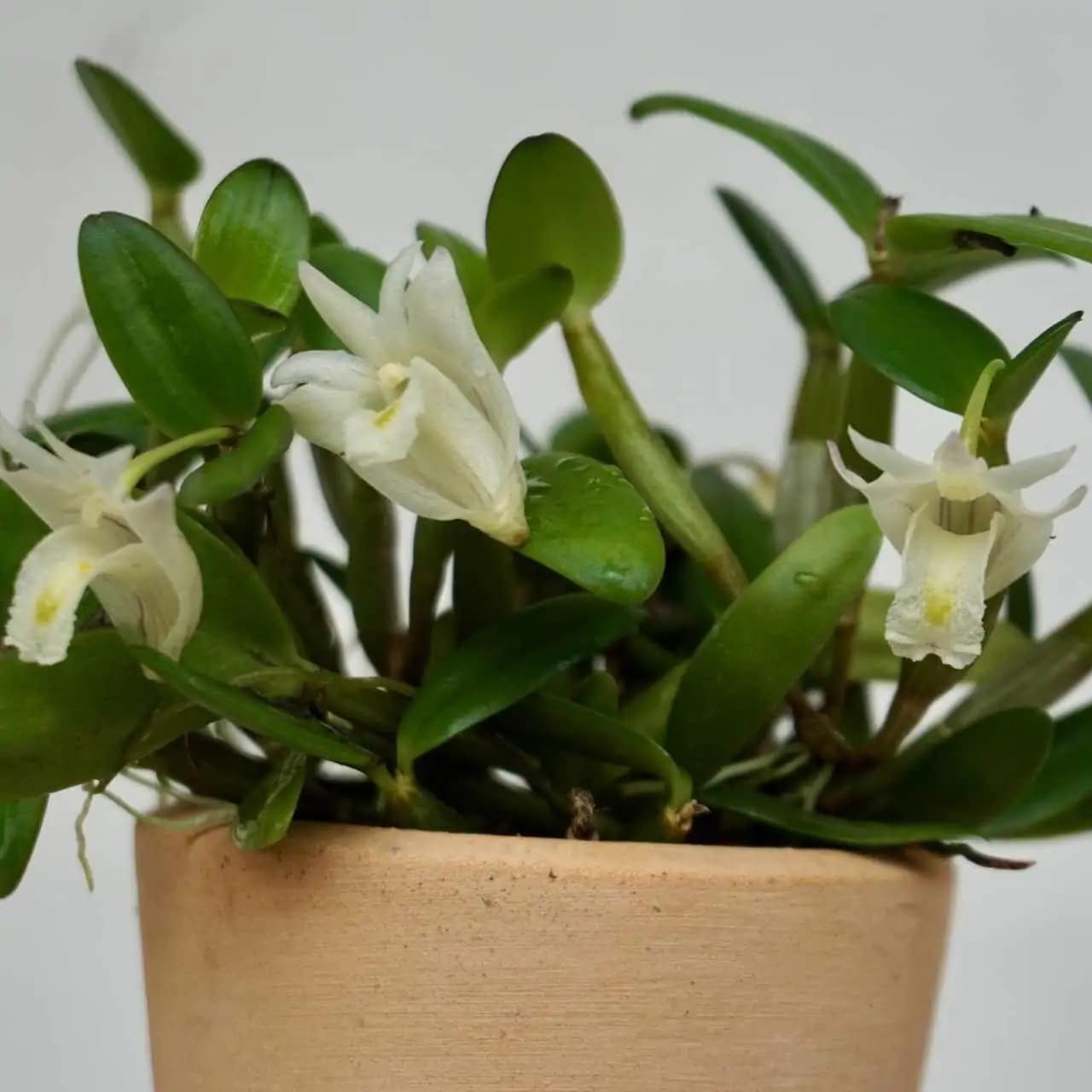 Dendrobim hymenanthum - dendrobium pachyphyllum