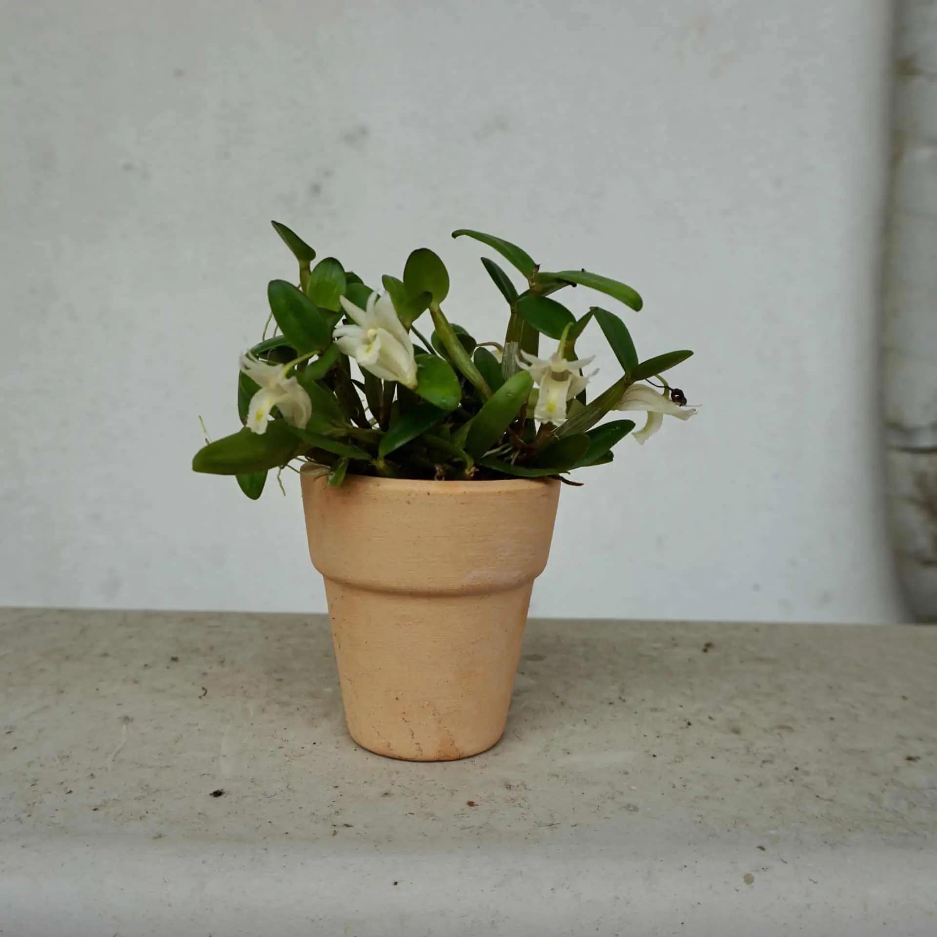 Dendrobim hymenanthum - dendrobium pachyphyllum