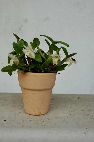 dendrobium pachyphyllum