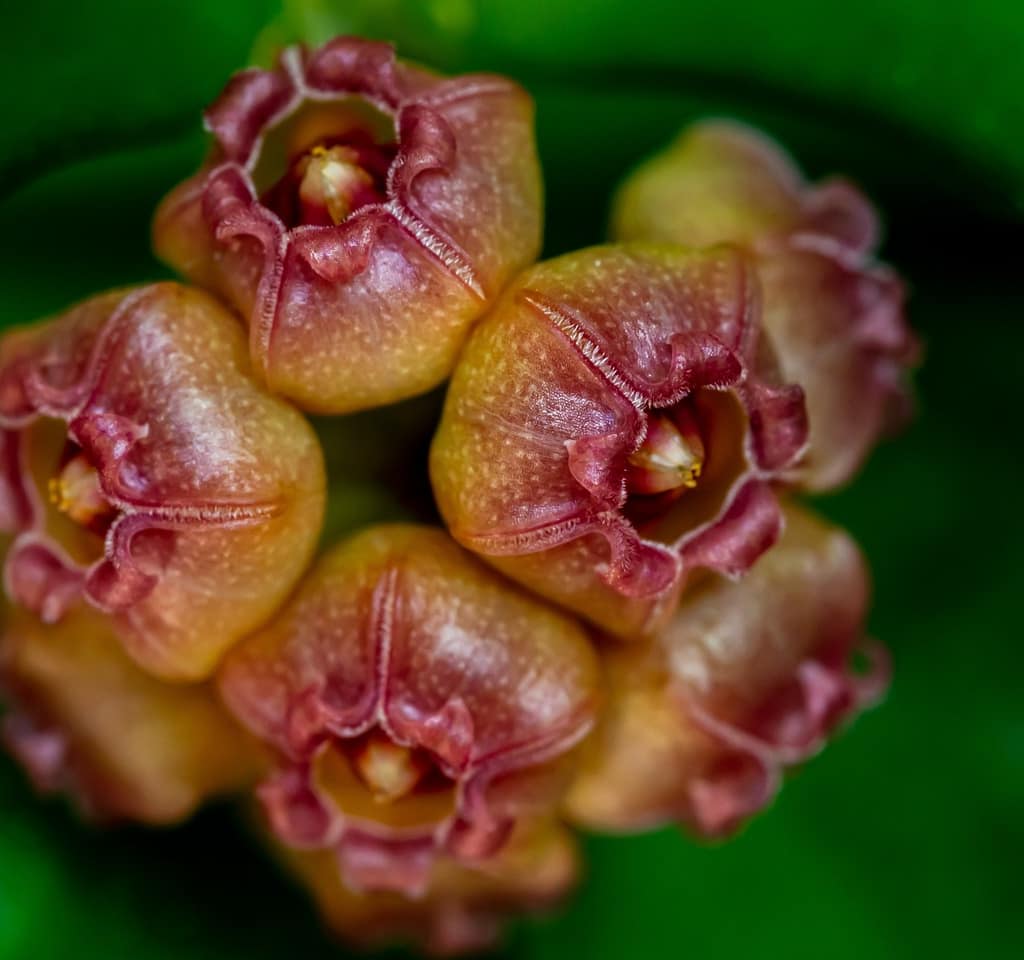 Care Tips: Hoya Plant - Houseplants & Ferns Care Tips: Hoya Plant orchid from Houseplants & Ferns